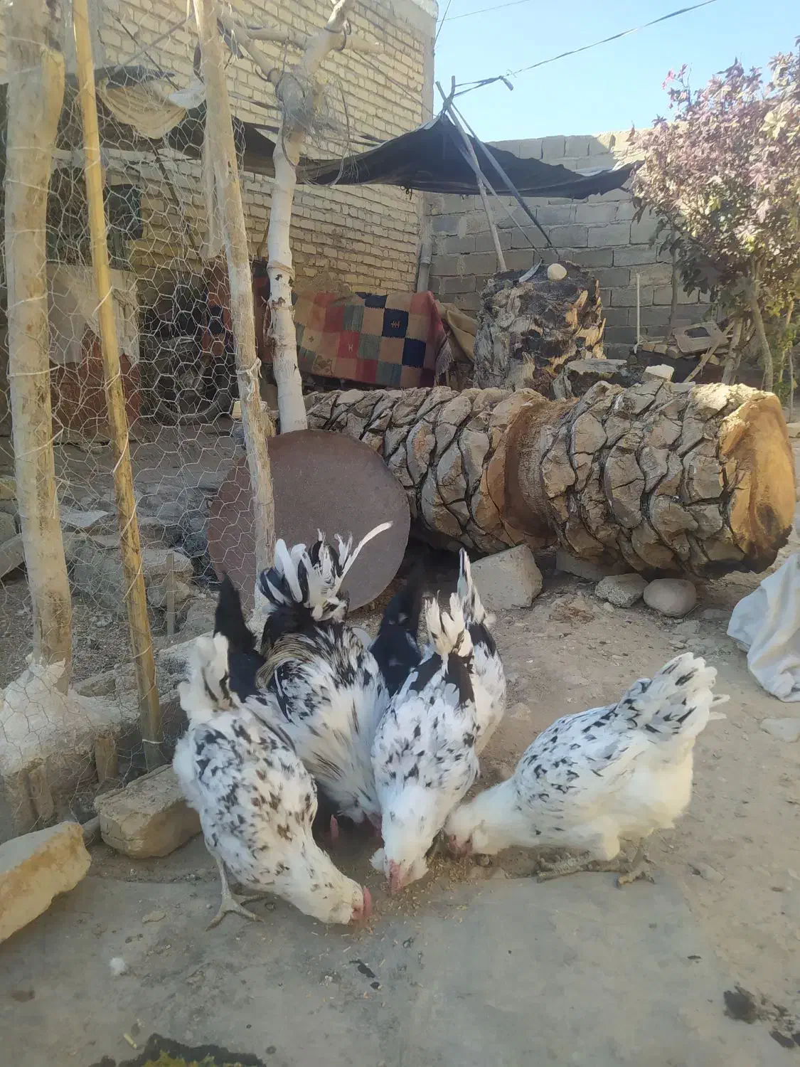 بوقلمون فیروزآباد|حیوانات مزرعه|فیروزآباد (فارس), |دیوار