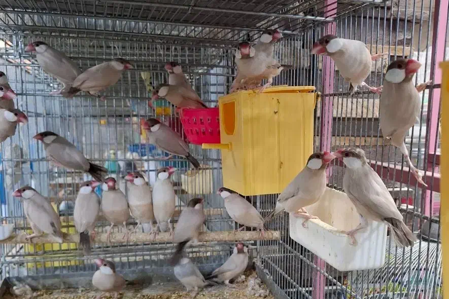 فنج نرگسی جوجه سرلاکی  بالغ جفت|پرنده|فردیس, سرحد آباد|دیوار