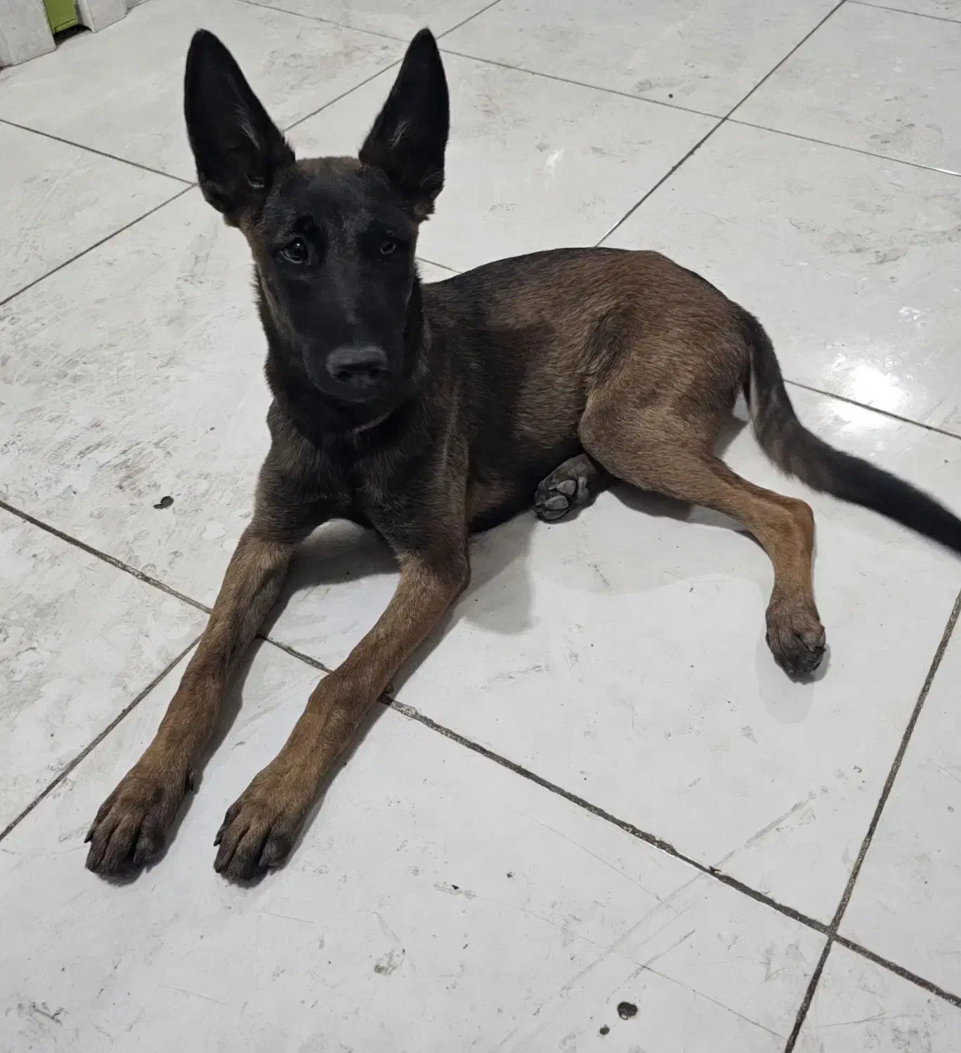 سگ مالینویز|سگ|بندرعباس, |دیوار