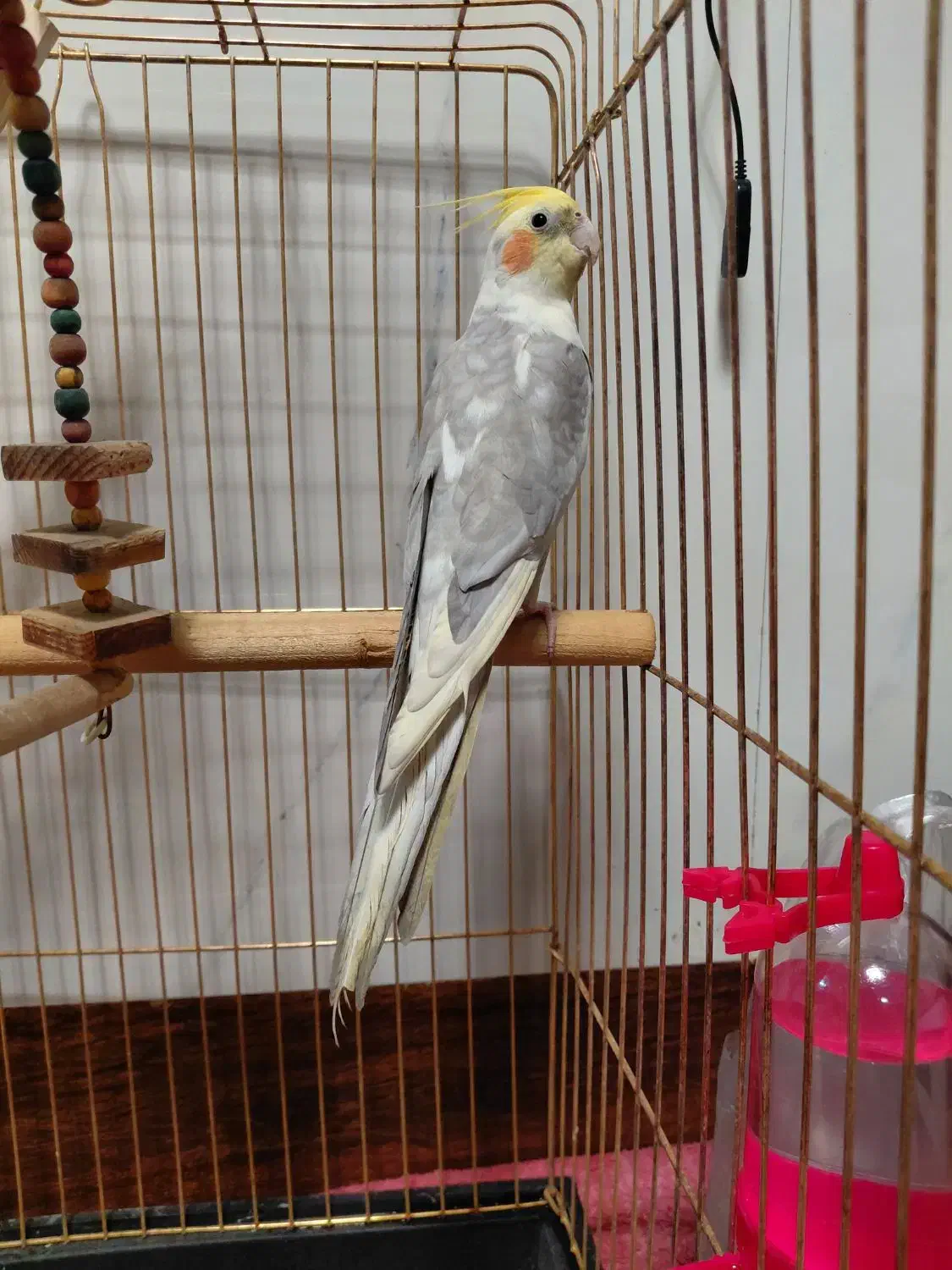 عروس هلندی رام سخنگو|پرنده|شهریار, شهرک بهاران (ویره)|دیوار