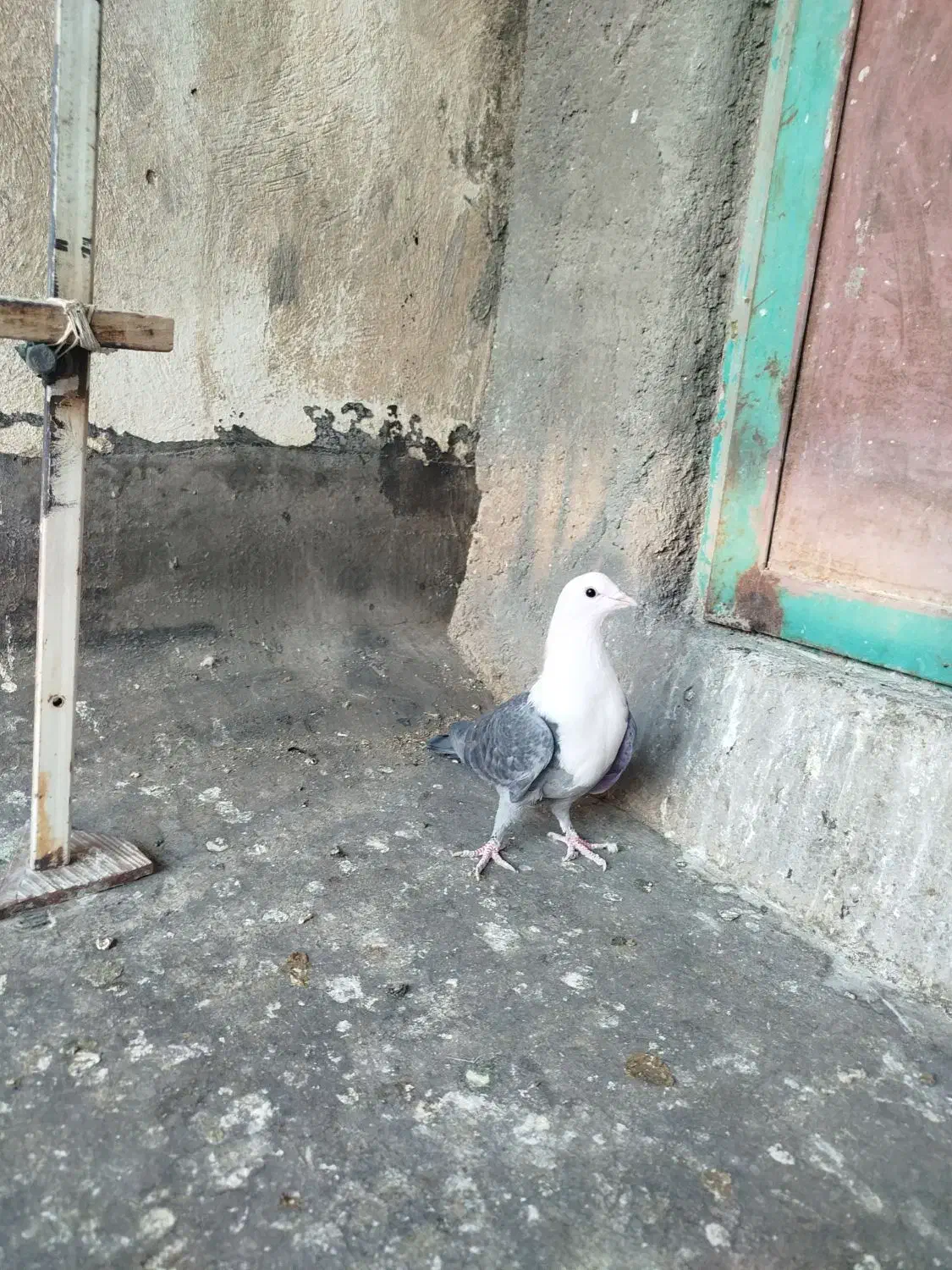 کلسفید|پرنده|قم, چهل اختران|دیوار