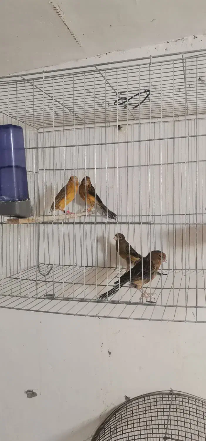 دوجفت قناری مولد|پرنده|کرمان, |دیوار