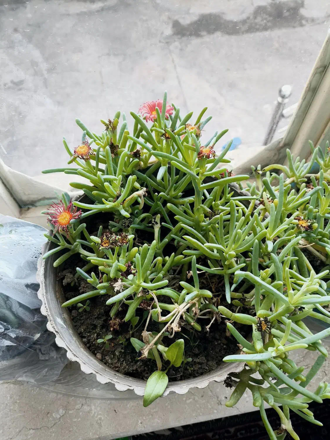 گل ‌|گل و گیاه طبیعی|میاندوآب, |دیوار