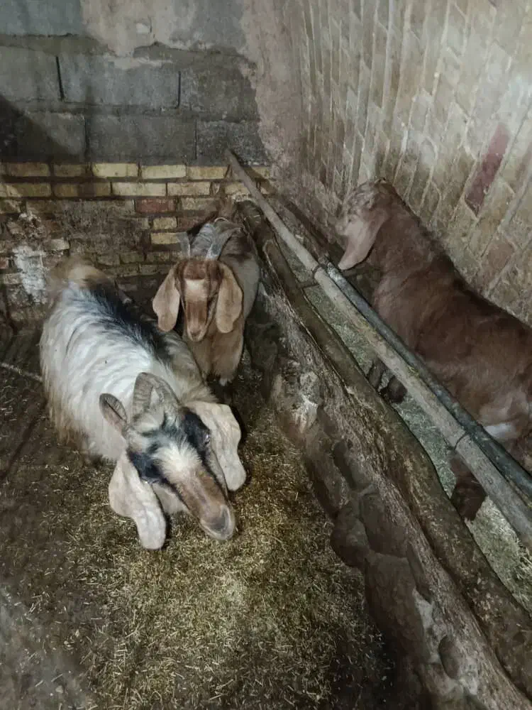 ۳راس بره نر،بز و بزغاله فروشی|حیوانات مزرعه|ازنا, |دیوار