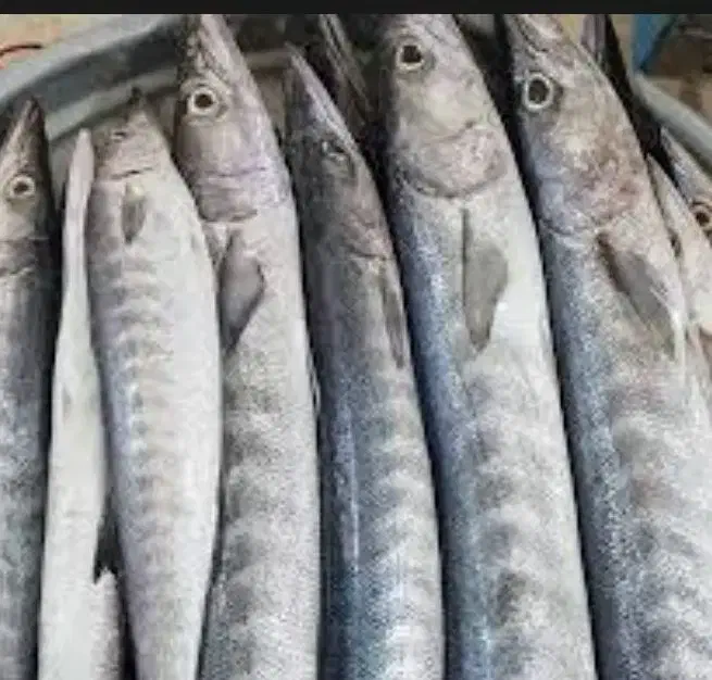 ماهی دولمی|ماهی|بهبهان, |دیوار