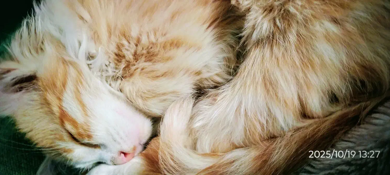 بچه گربه|گربه|ارومیه, |دیوار