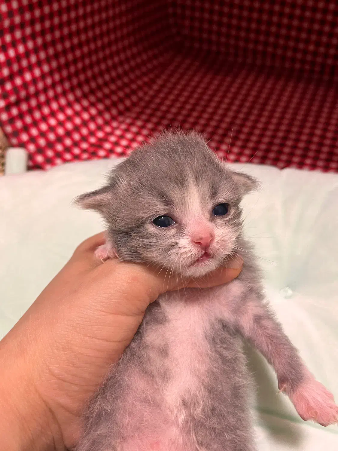 رزرو گربه ی ژاپنی بامزه|گربه|رامسر, |دیوار