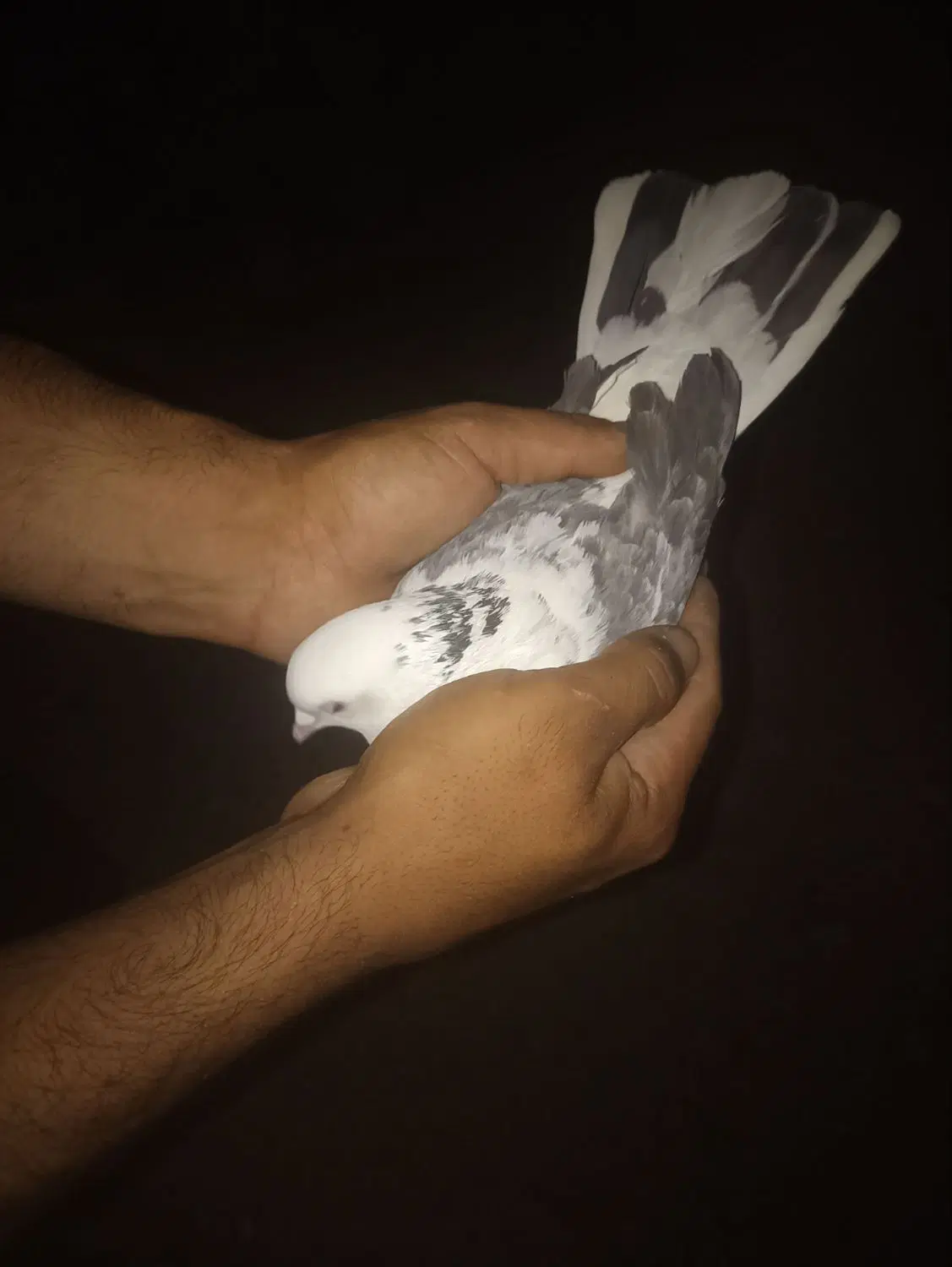 کفتر|پرنده|هشتگرد, تهران دشت|دیوار