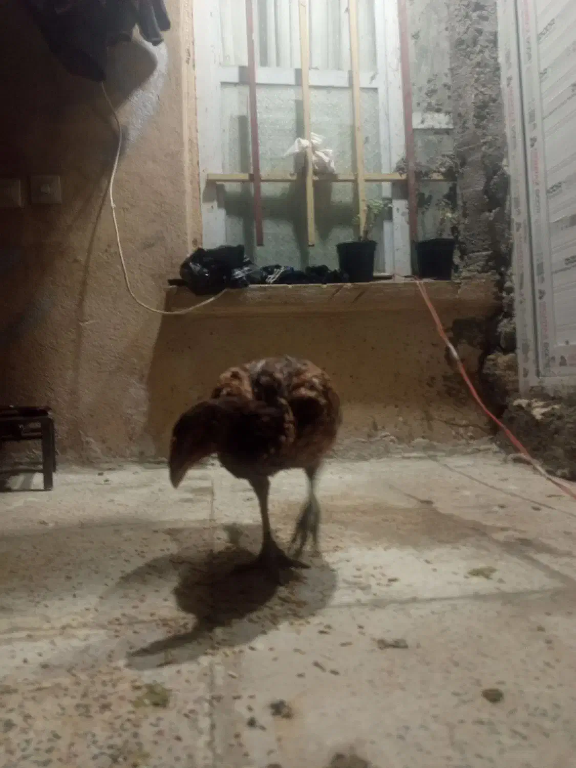 وارک لاری تاج بادمی|حیوانات مزرعه|هرسین, |دیوار