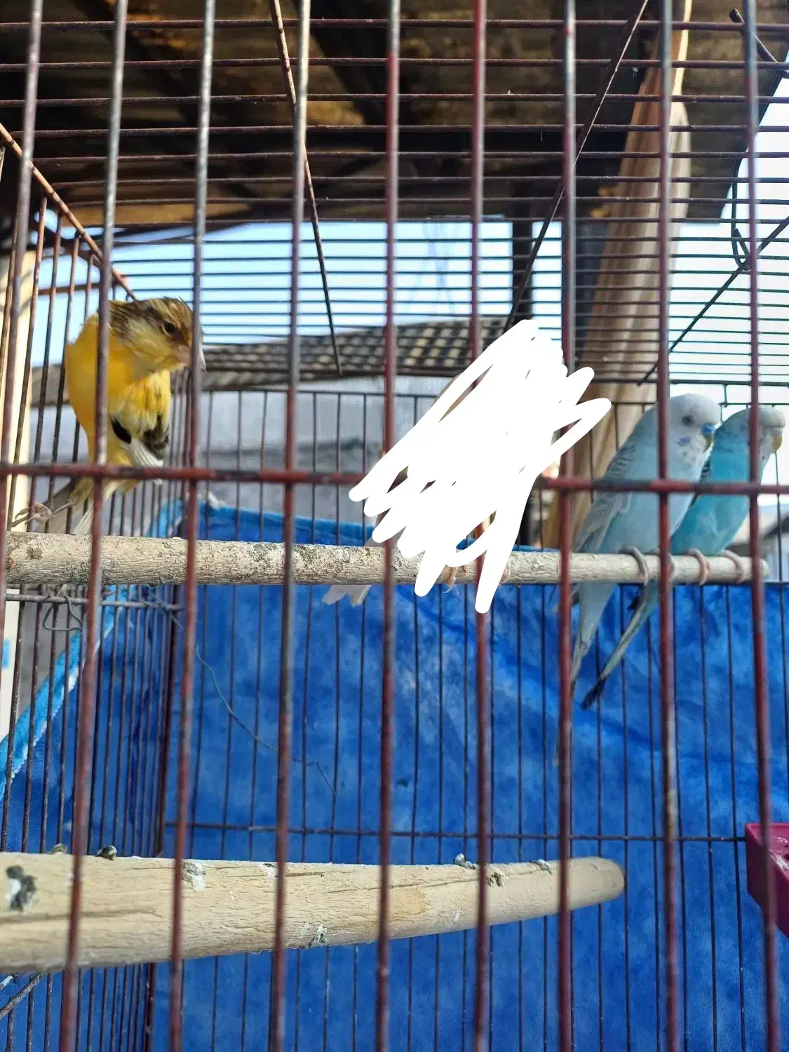 قناری نر  و مرغ عشق|پرنده|رشت, سیا اسطلخ|دیوار