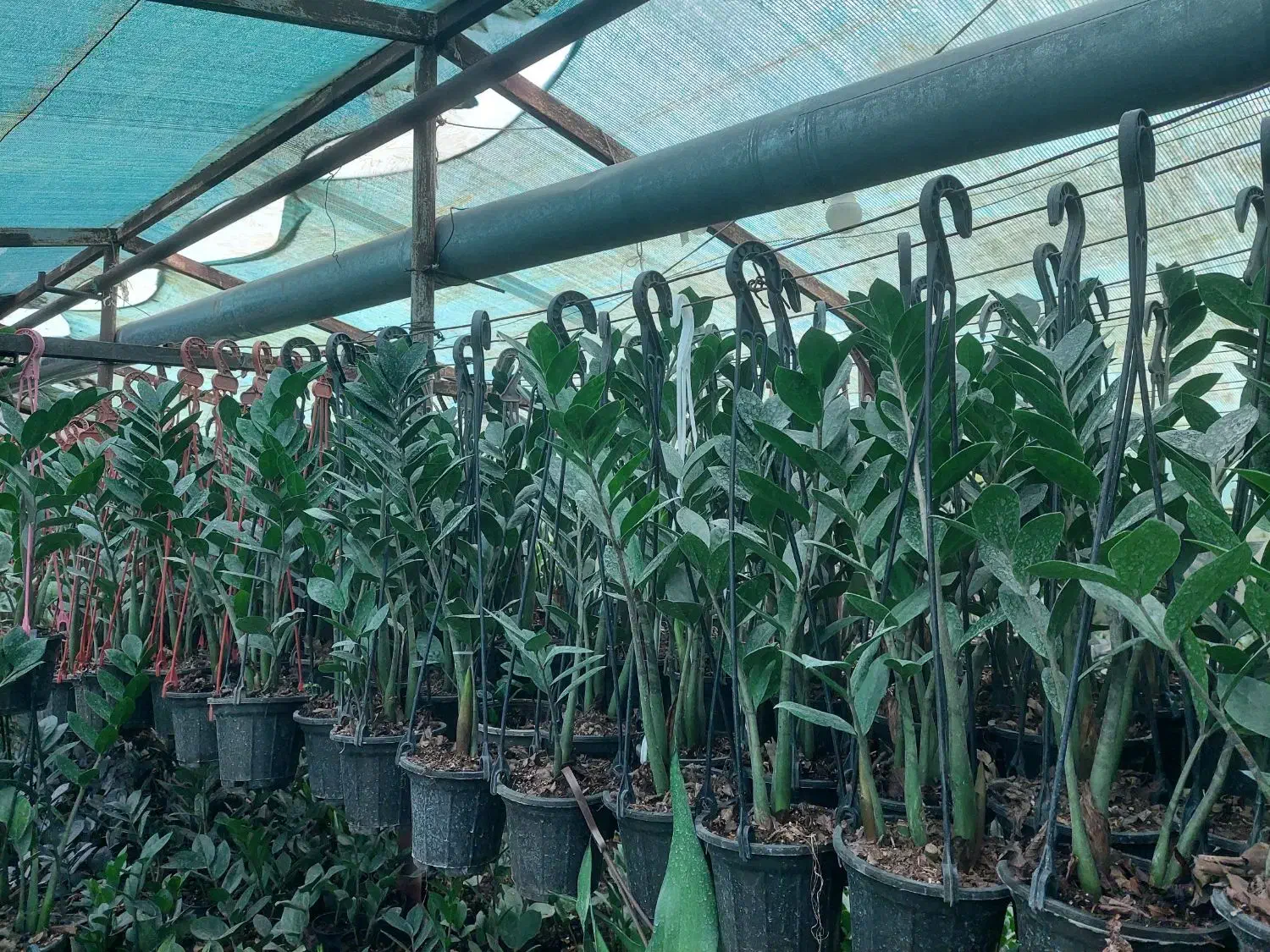 معاوضه بذز نارنج با گلهای آپارتمانی|گل و گیاه طبیعی|شلمان, |دیوار