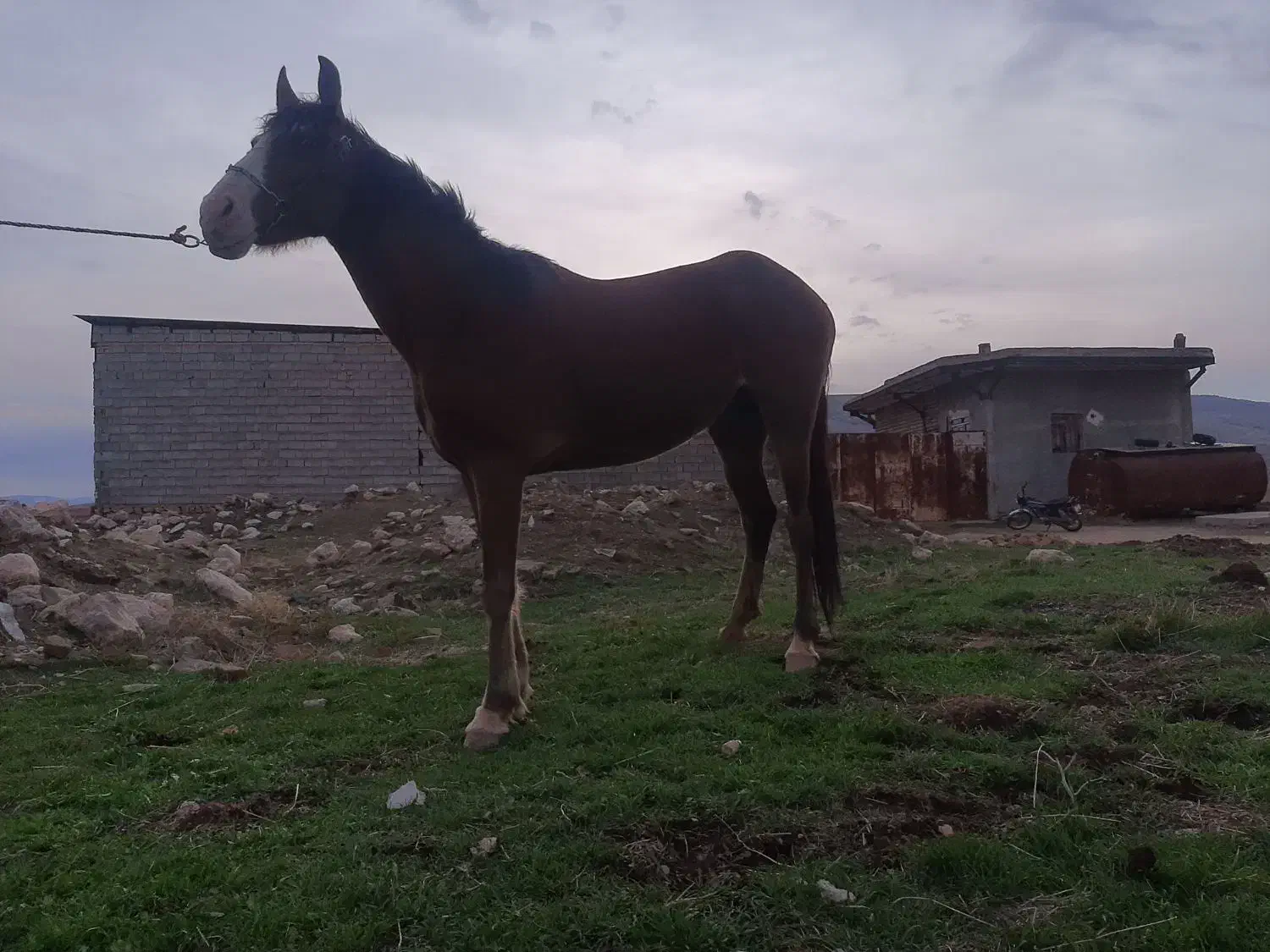 مادیان|اسب و تجهیزات اسب‌سواری|ورامین, ورامین|دیوار