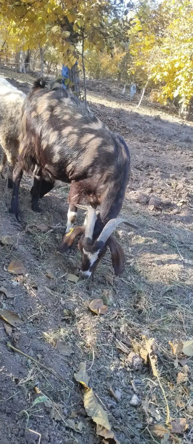 یک رس بز شیرده خوب ودوقلوه زاه|حیوانات مزرعه|تفت, |دیوار