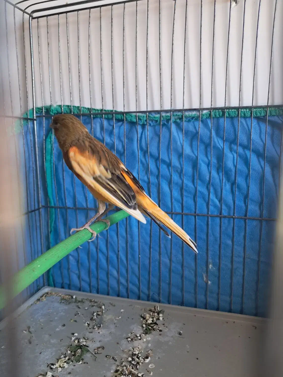 قناری ابلغ سرخ جوجه امسال|پرنده|صدرا-فارس, فاز ۲|دیوار