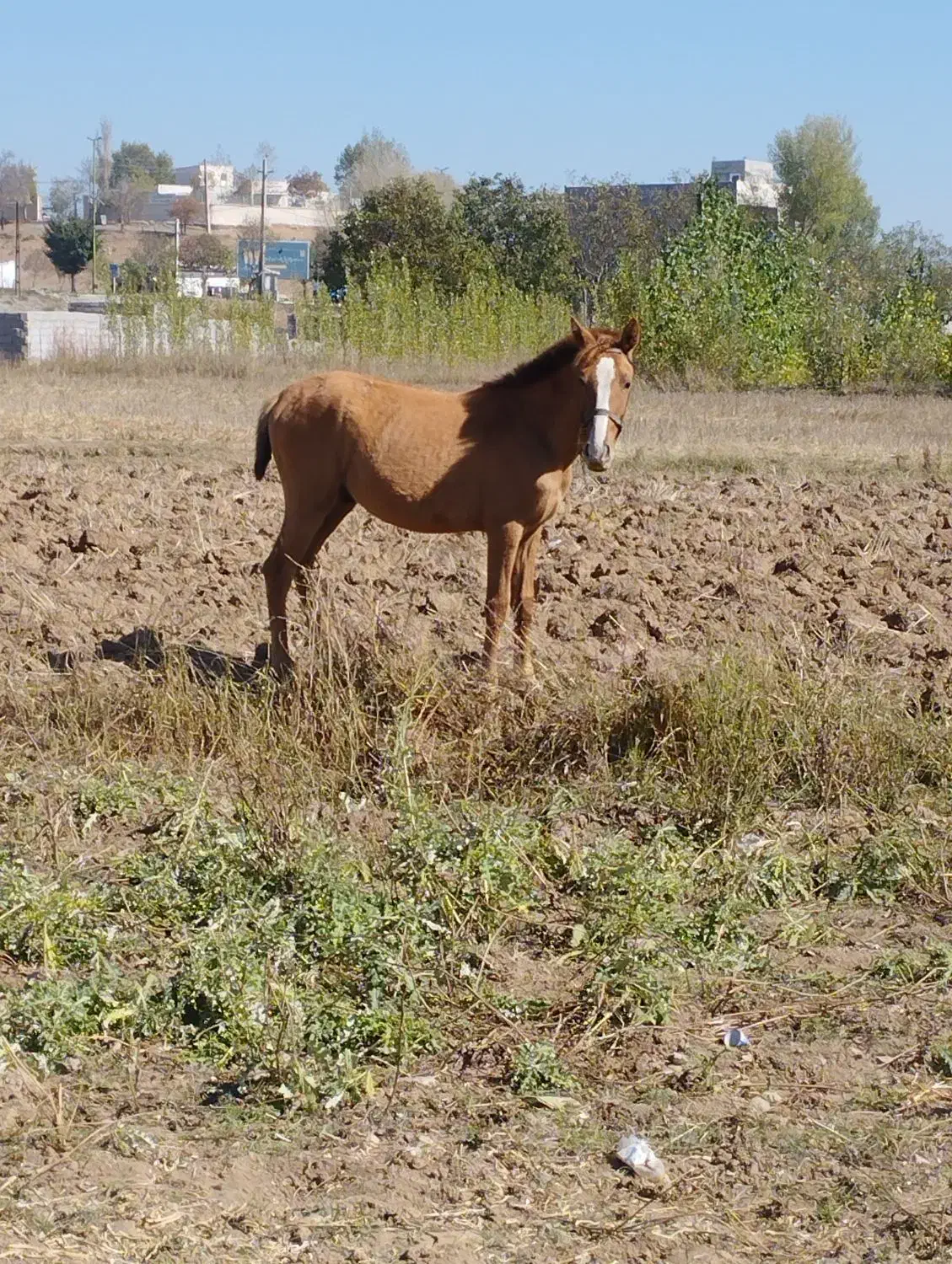 سه عدد کره|اسب و تجهیزات اسبسواری|نیر (اردبیل), |دیوار