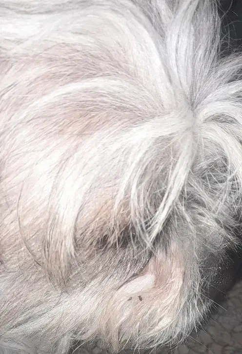 شیتزو|سگ|ملارد, |دیوار