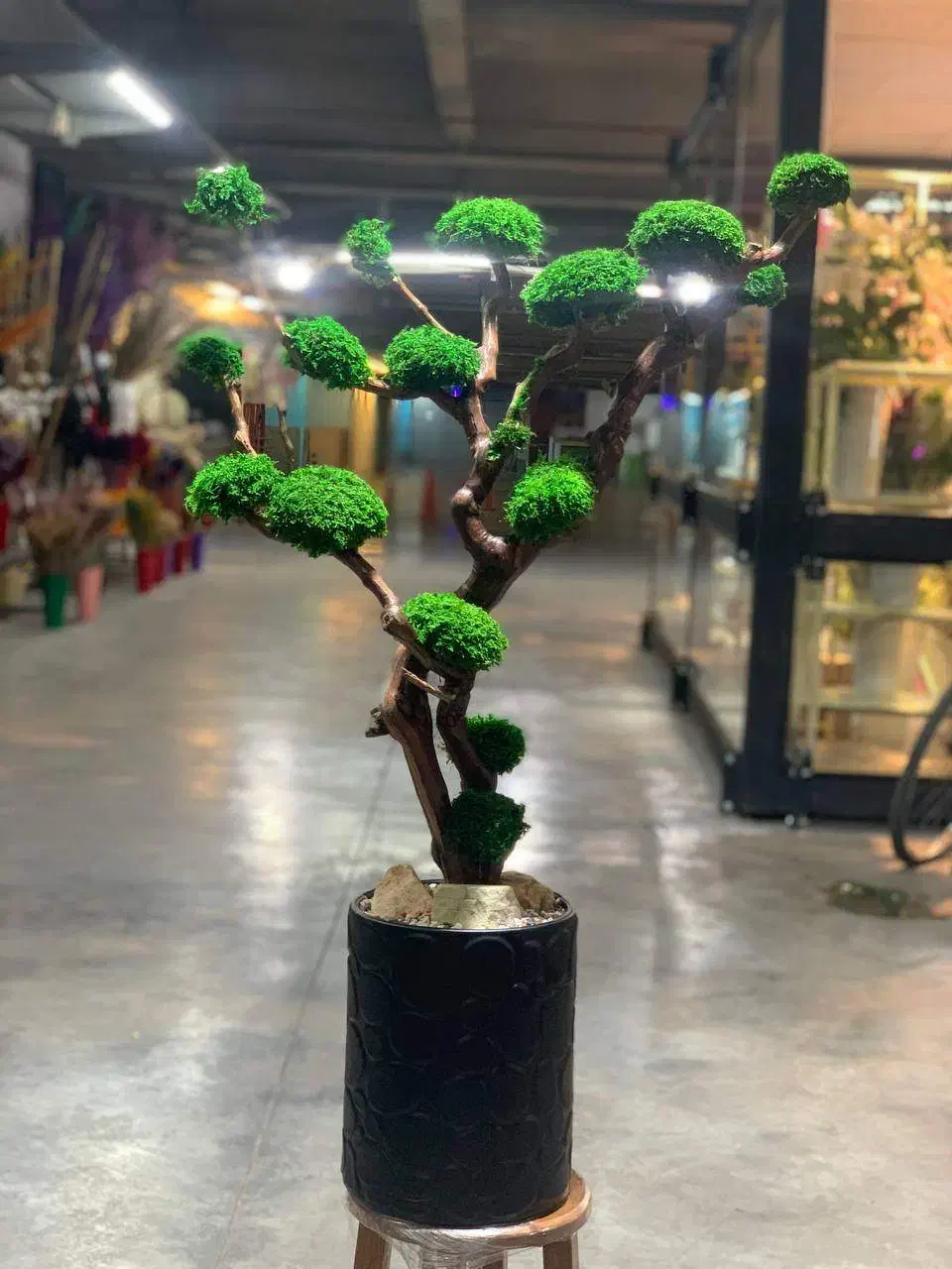 درخت جاودان بنسای دیوارسبز باغچه صخره آینه|گل و گیاه طبیعی|تهران, اکباتان|دیوار