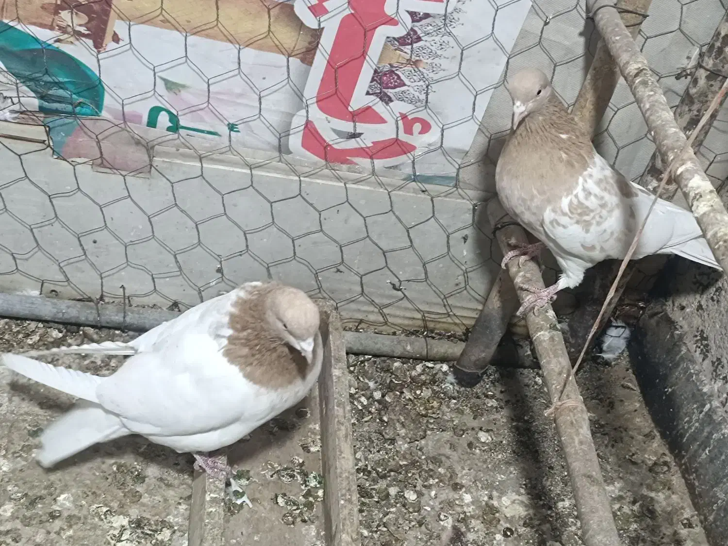 کبوتر کهنه کله زرد.|پرنده|ورامین, شهرک مدرس|دیوار