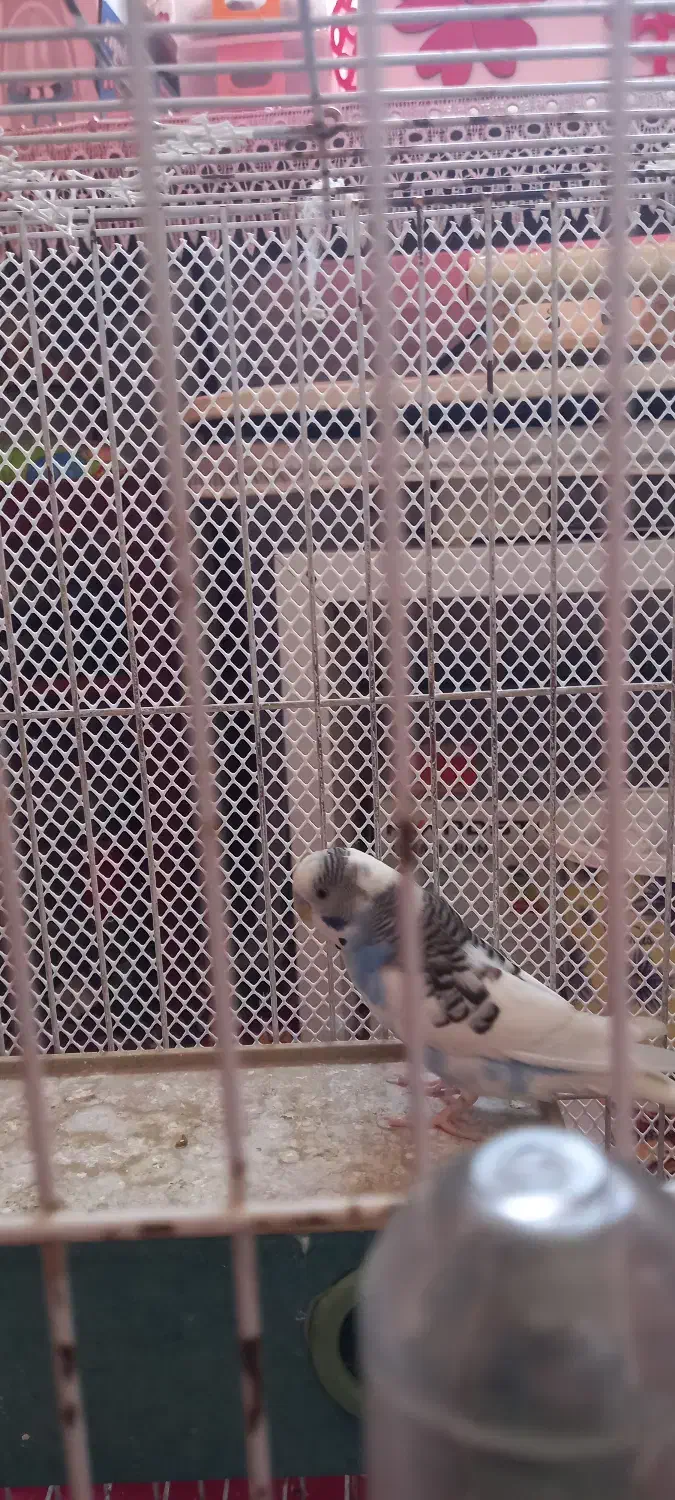 مرغ عشق نر آواز خوان|پرنده|لاهیجان, فیاض|دیوار