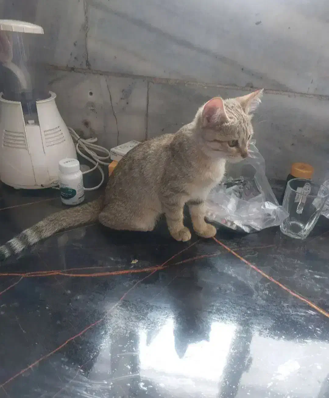 واگذاری دو گربه ماده|گربه|زنجان, |دیوار