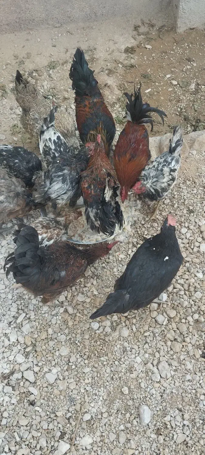 تعدادی مرغ و خروس به فروش می رسد|حیوانات مزرعه|برازجان, |دیوار