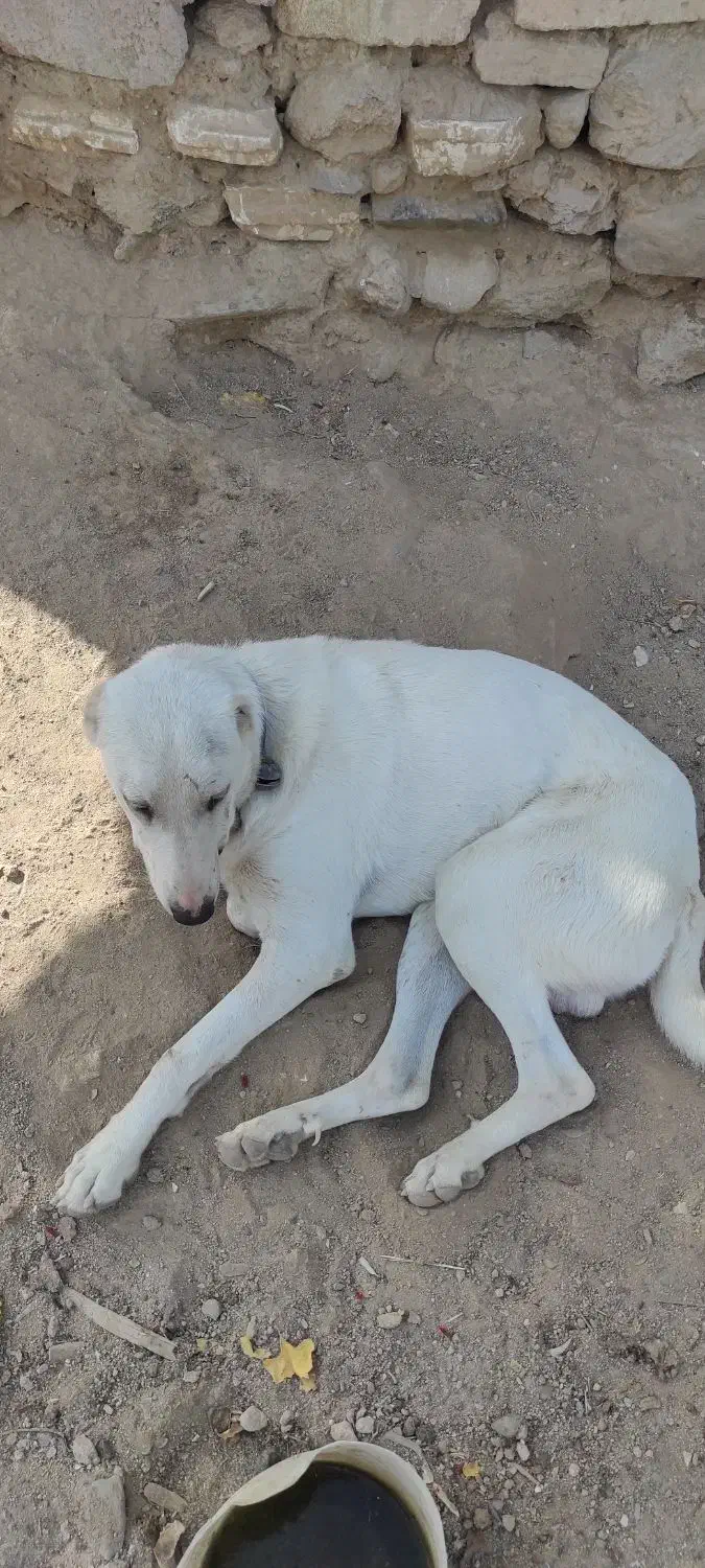 سگ گله|سگ|مشهد, ویلاشهر|دیوار