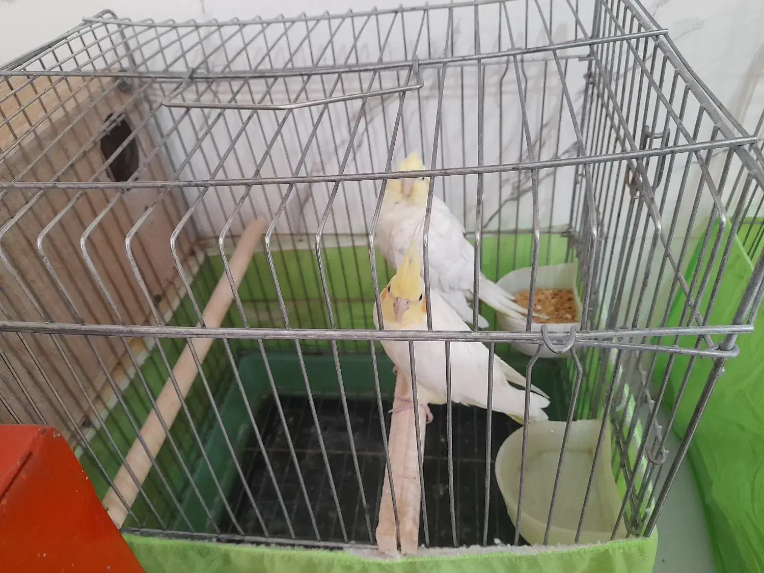 چند تا عروس هلندی ویک جفت فنچ|پرنده|زنجان, |دیوار