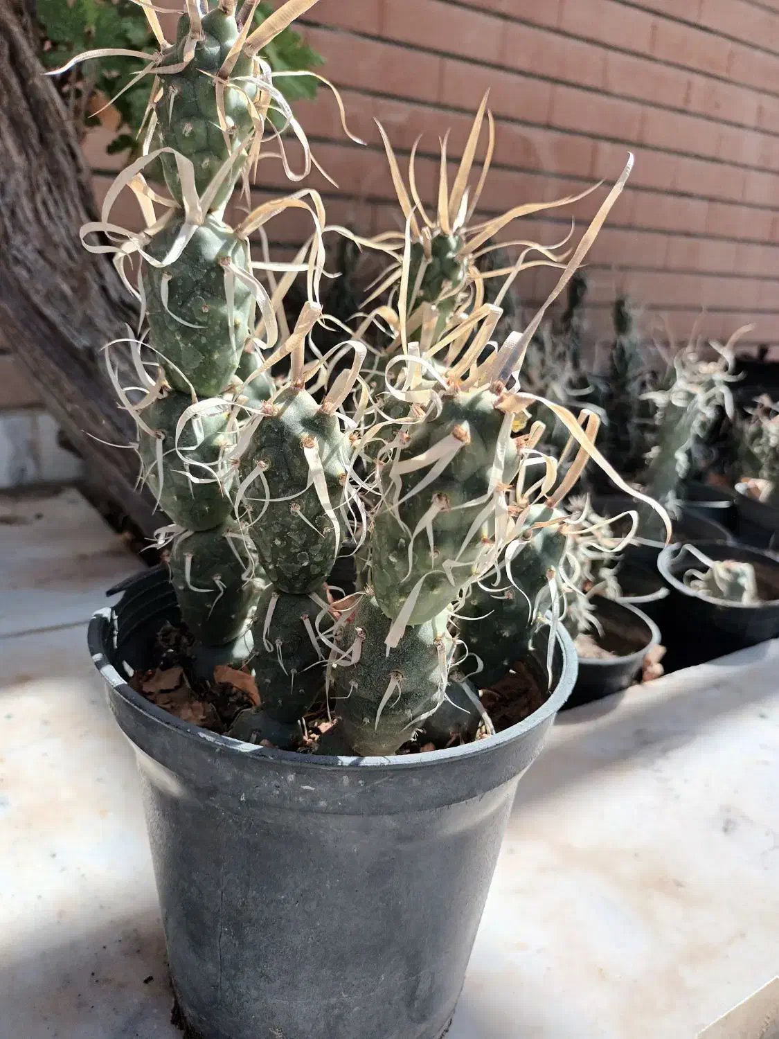 کاکتوس آناناسی|گل و گیاه طبیعی|کاشان, امیرکبیر|دیوار