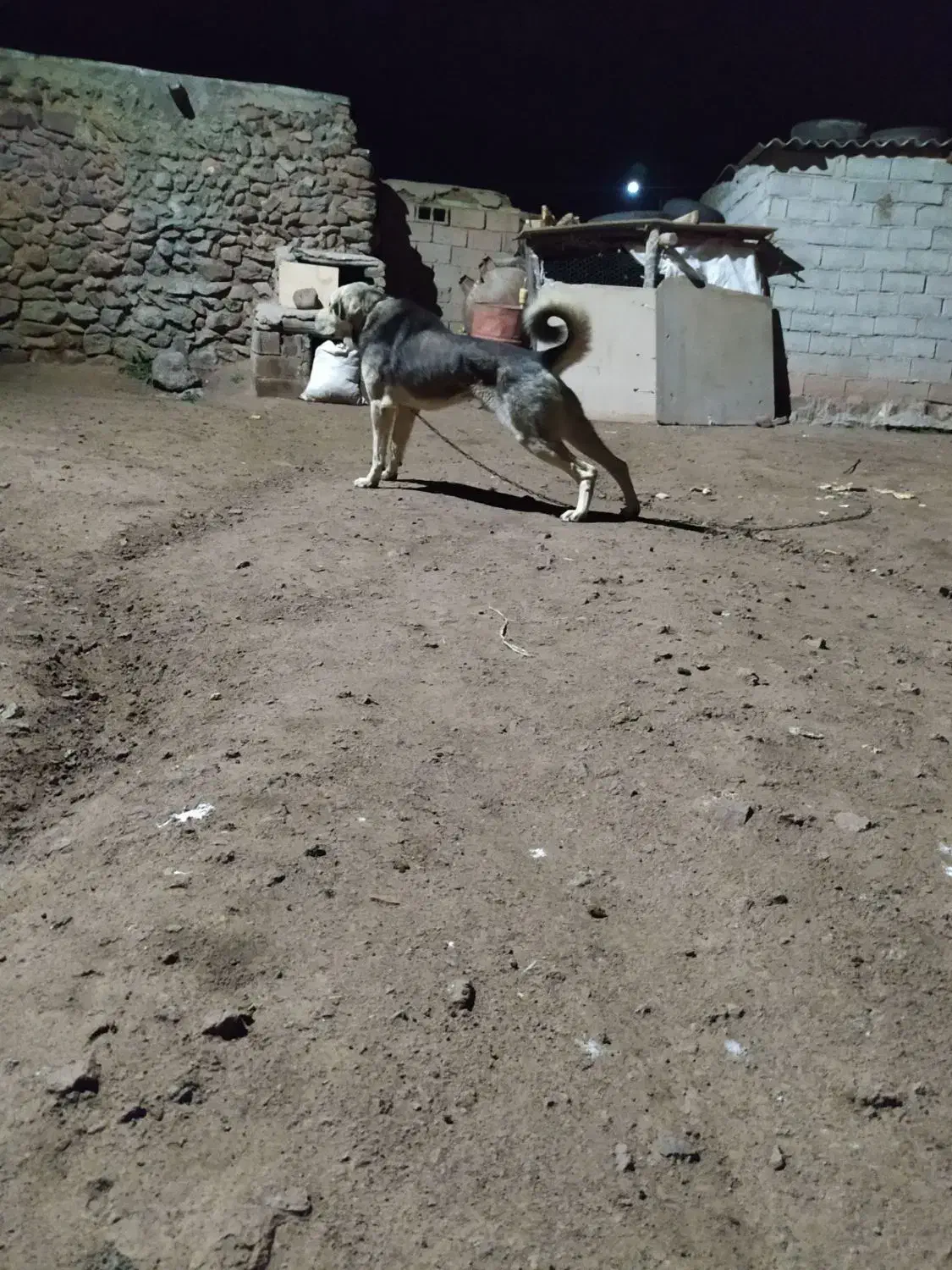 پژدر توله غریب اورمیه|سگ|مرادلو, |دیوار