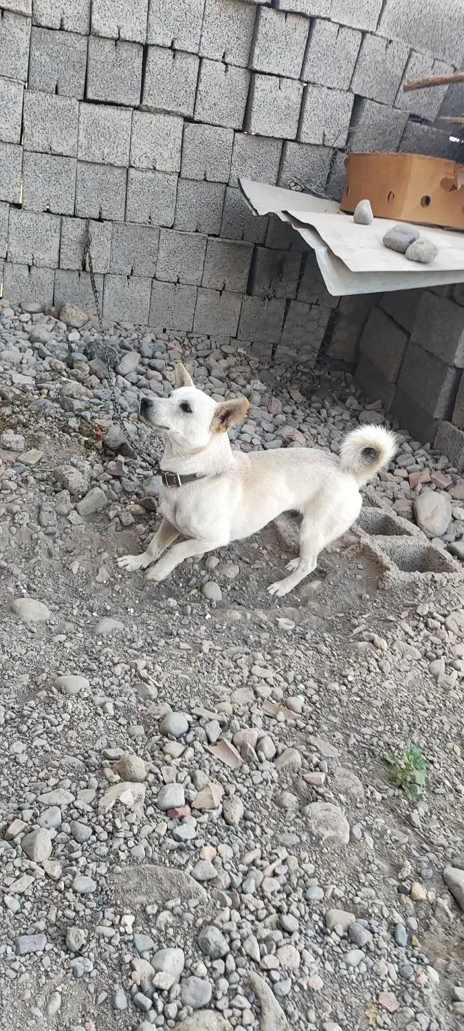 سگ پا کوتاه|سگ|جیرفت, |دیوار