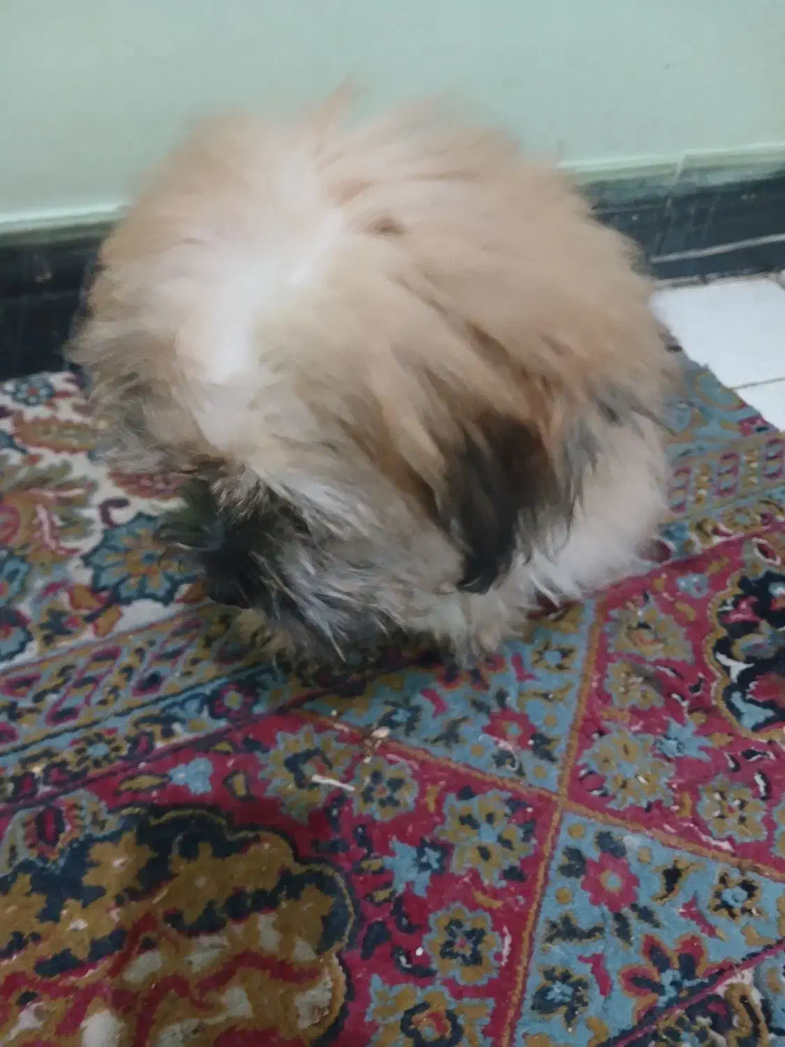 شیتزوتریر(فول کیفیت)|سگ|قزوین, |دیوار