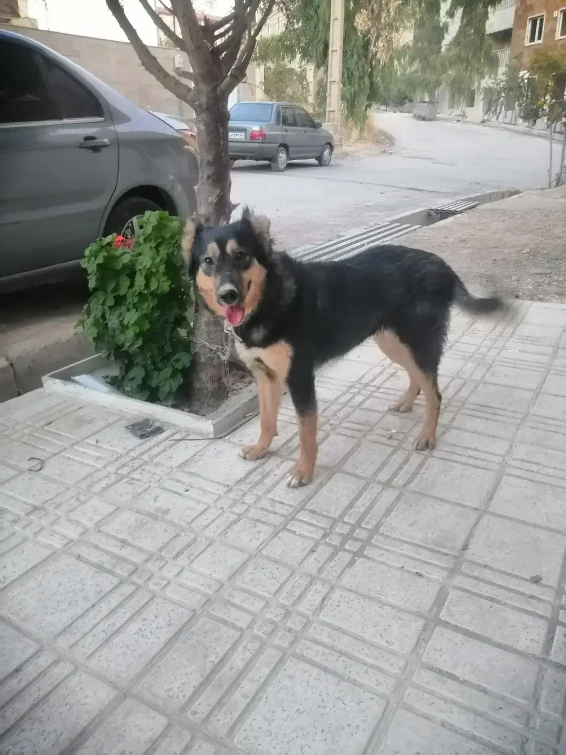 ژرمن ماده 7 ماهه|سگ|صدرا-فارس, فاز ۱|دیوار