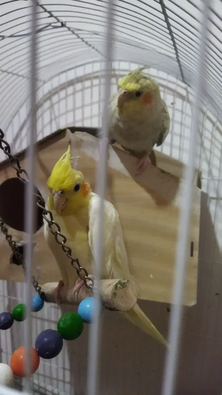 پنچ تا عروس هلندی|پرنده|قدس, شهر‌قدس|دیوار