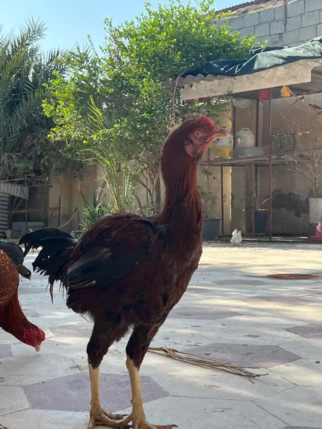 خروس لاری|حیوانات مزرعه|بندر گناوه, |دیوار