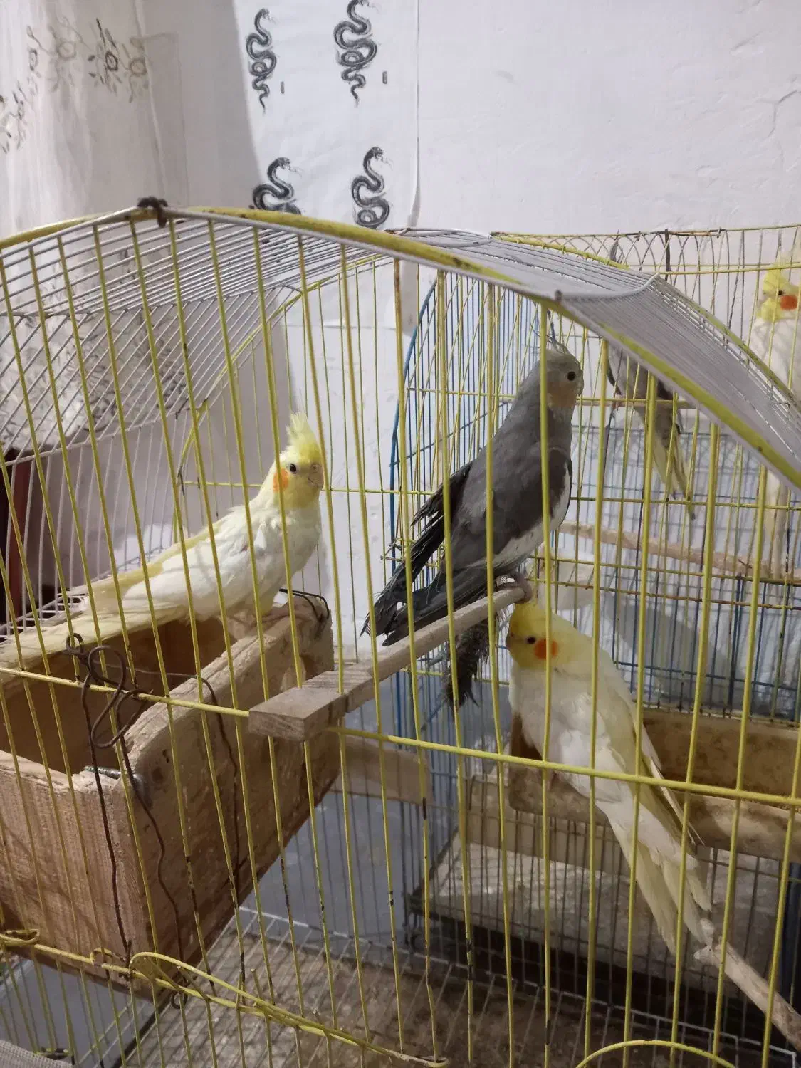 طوطی عروس|پرنده|قائمشهر, |دیوار