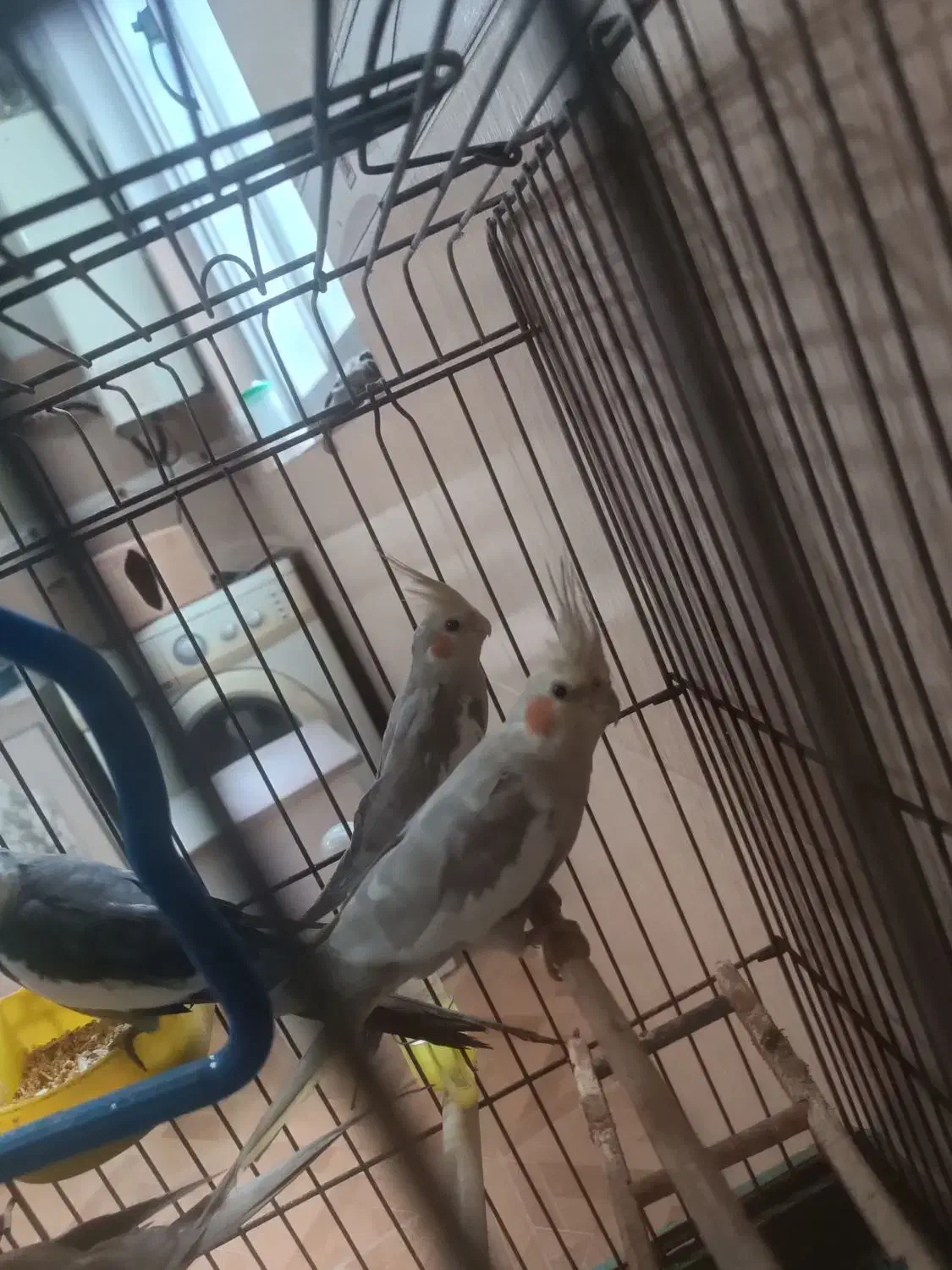 2عدد عروس هلندی|پرنده|رشت, پل تالشان|دیوار