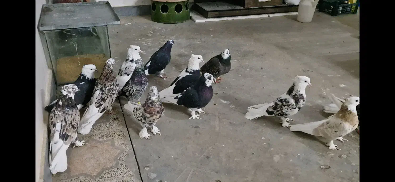 کبوت|پرنده|اسدآباد, |دیوار