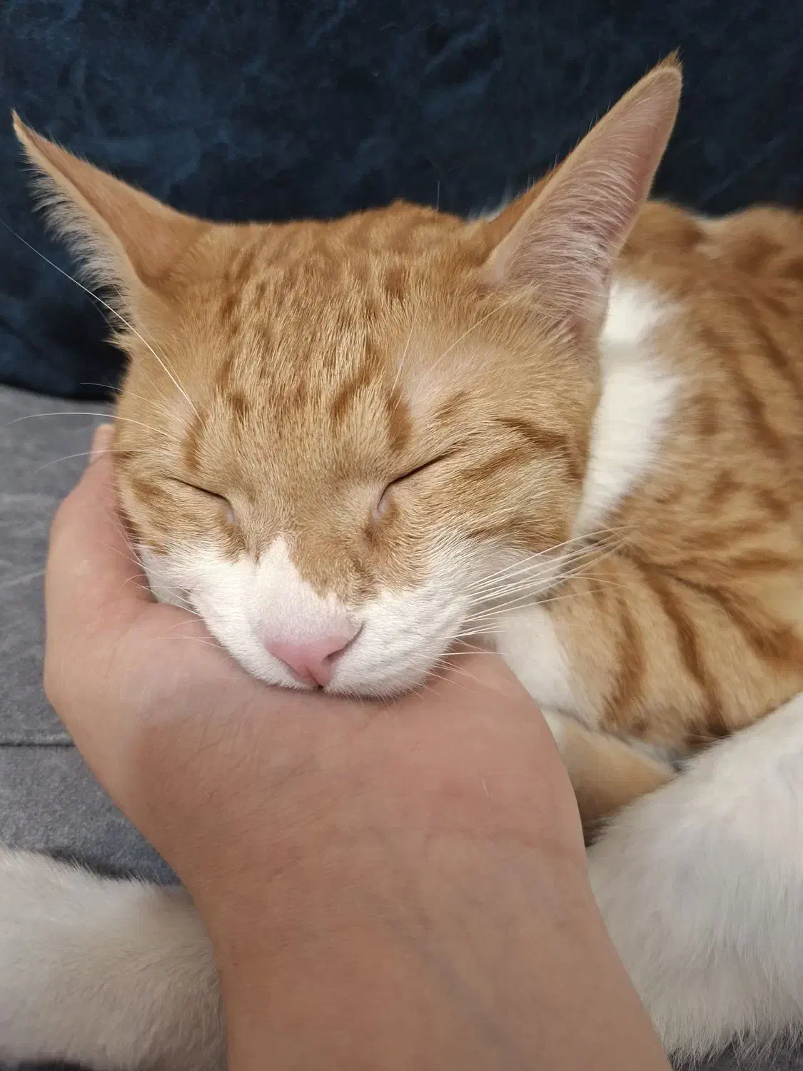 واگذاری رایگان گربه DSH|گربه|تهران, ارم|دیوار