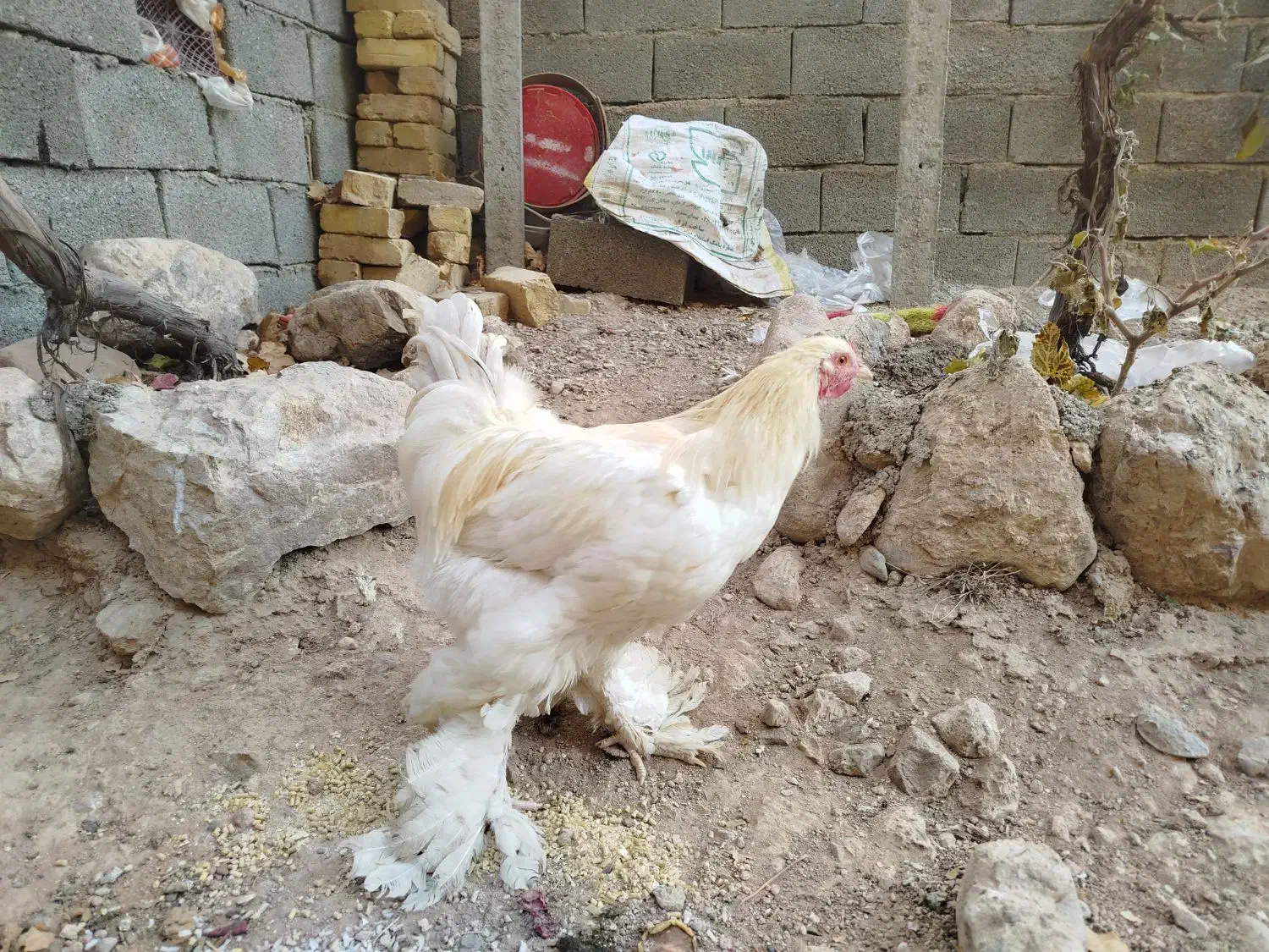 خروس برهما|حیوانات مزرعه|هشتگرد, فاز ۳ مهستان|دیوار