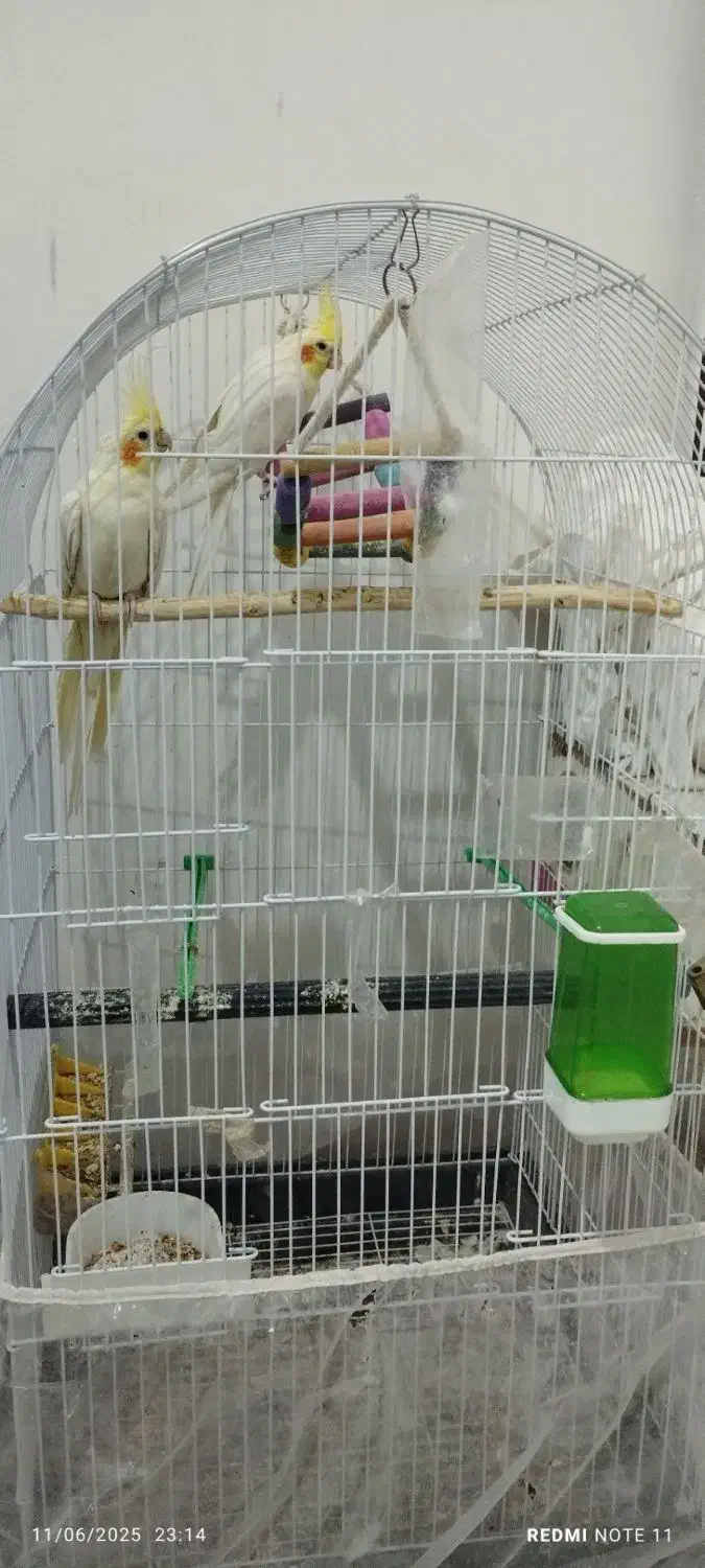 عروس هلندی لوتینو گل باقالی|پرنده|مشهد, شهید علی محمدی|دیوار