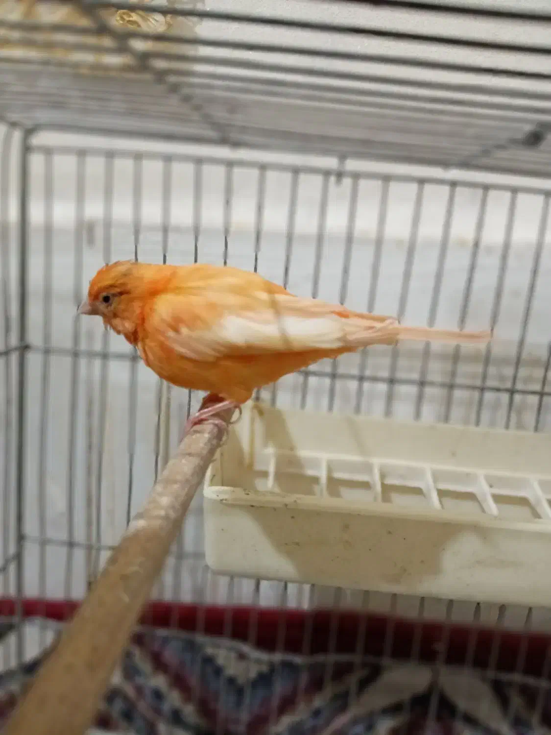 قناری قرمز مست|پرنده|تبریز, |دیوار