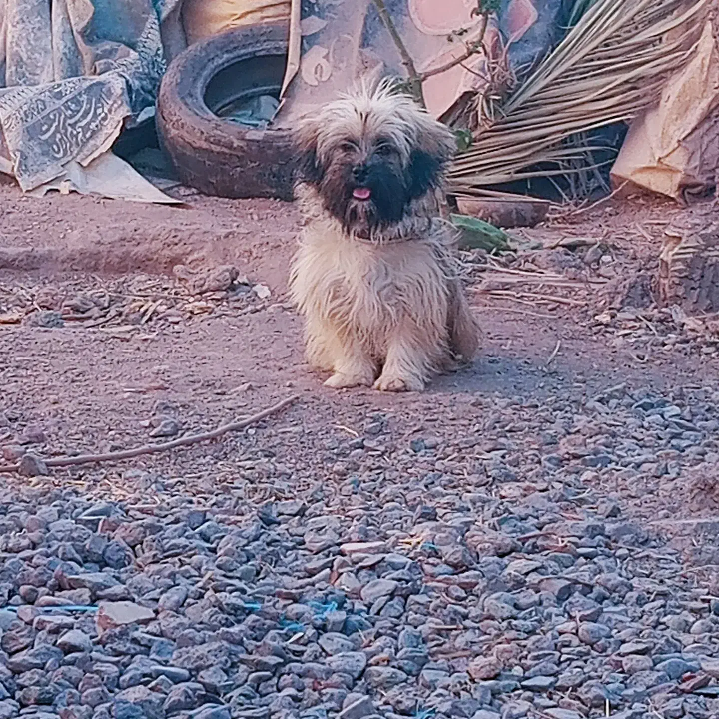 سگ شیتزو|سگ|بم, |دیوار