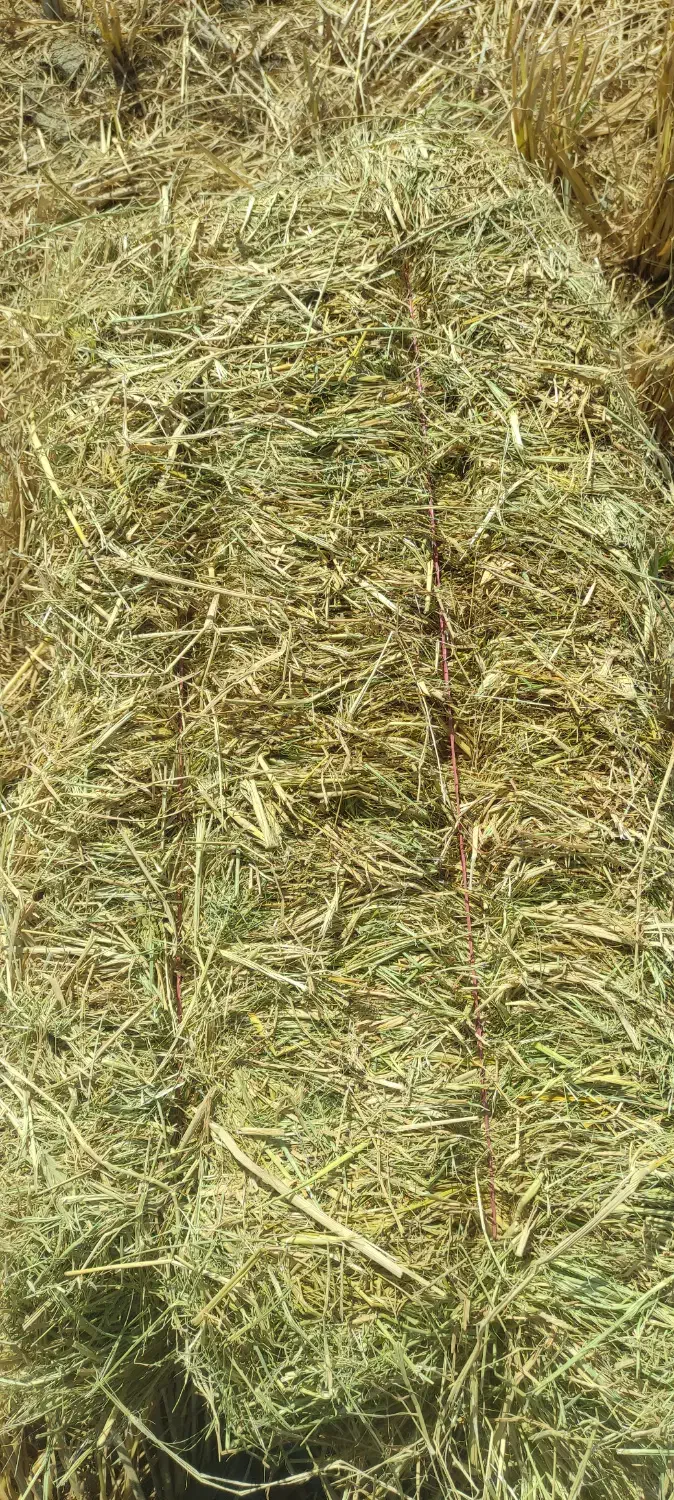 کاه شالی وگندم|حیوانات مزرعه|بردسکن, |دیوار