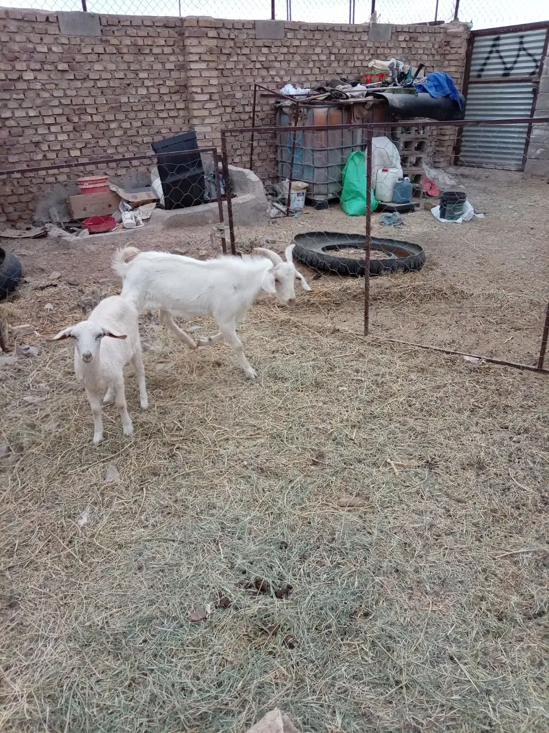 فروش دوراس بزغاله نروماده سانن|حیوانات مزرعه|فردوس (خراسان), |دیوار