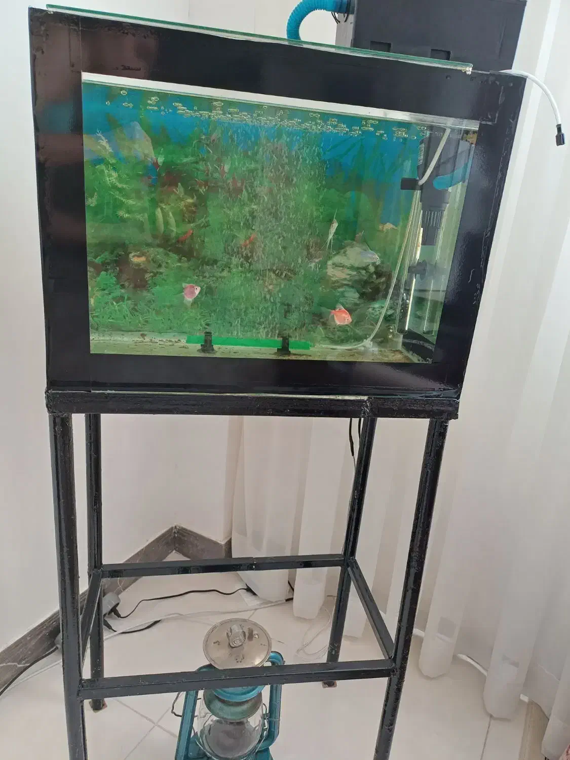 فروش اکواریوم با تمام لوزام|ماهی|شیروان (خراسان), |دیوار