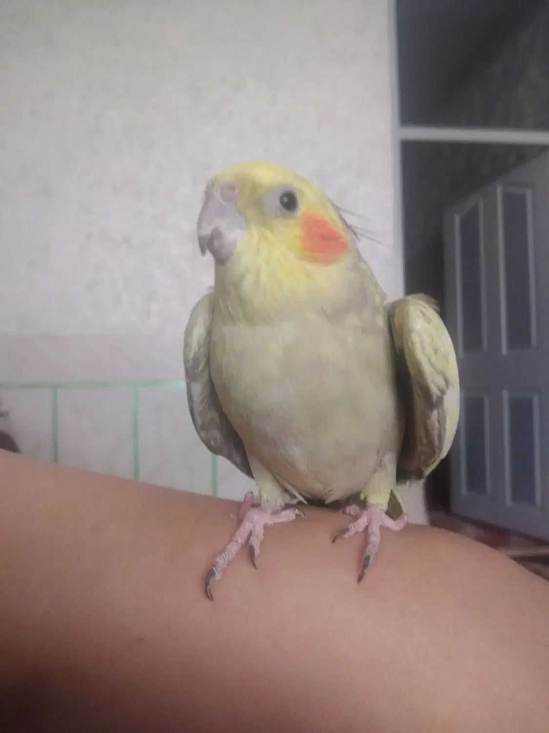 عروس هلندی زیباودستی|پرنده|فیروزآباد (فارس), |دیوار