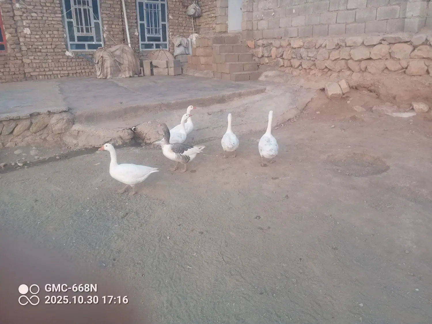 غاز سرحال|حیوانات مزرعه|چگنی, |دیوار