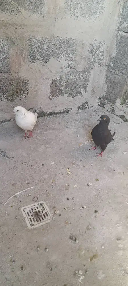 معاوضه یک جفت کبوتر با مرغ عشق|پرنده|بندرعباس, |دیوار