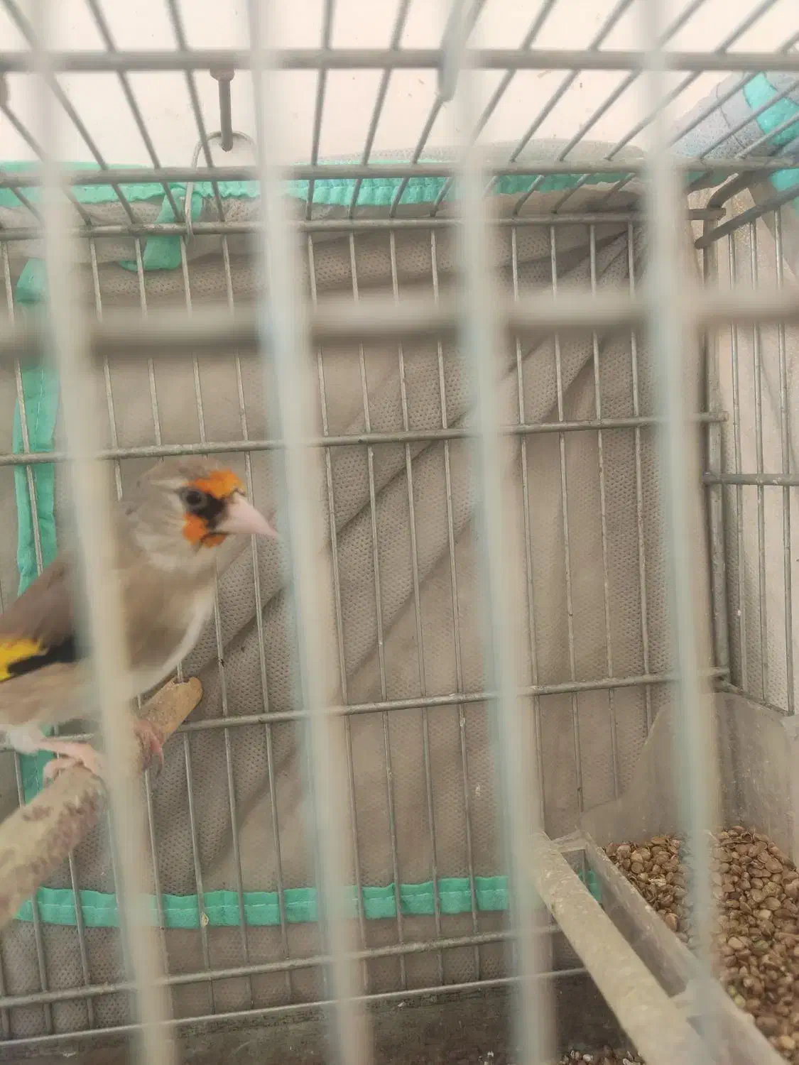 سهره|پرنده|شیراز, کوشک میدان|دیوار