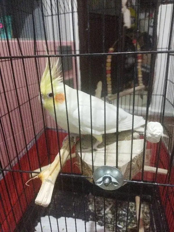 پرنده با قفس|پرنده|محمدیه-قزوین, |دیوار